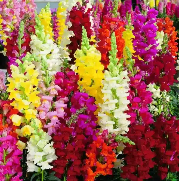 Antirrhinum majus Bertrand's Giant mixture BIO