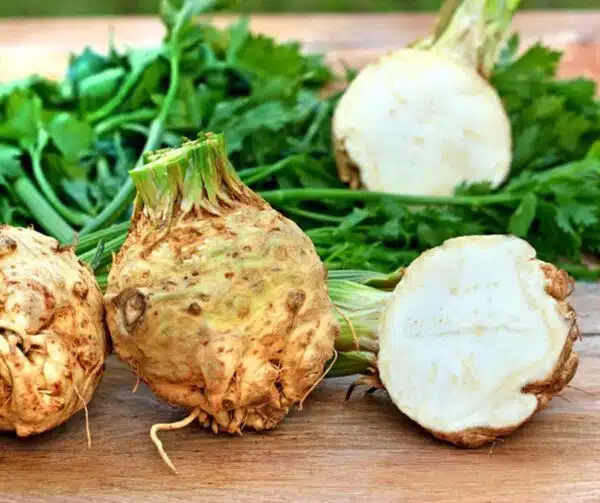 Apium graveolens var. rapaceum (sedano rapa) Neon