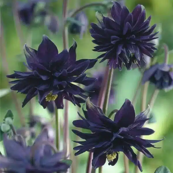 Aquilegia vulgaris Black Barlow - Image 2