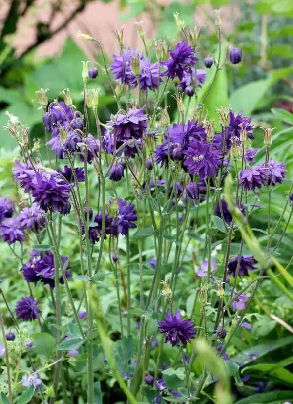 Aquilegia vulgaris Azul Barlow - Imagen 2