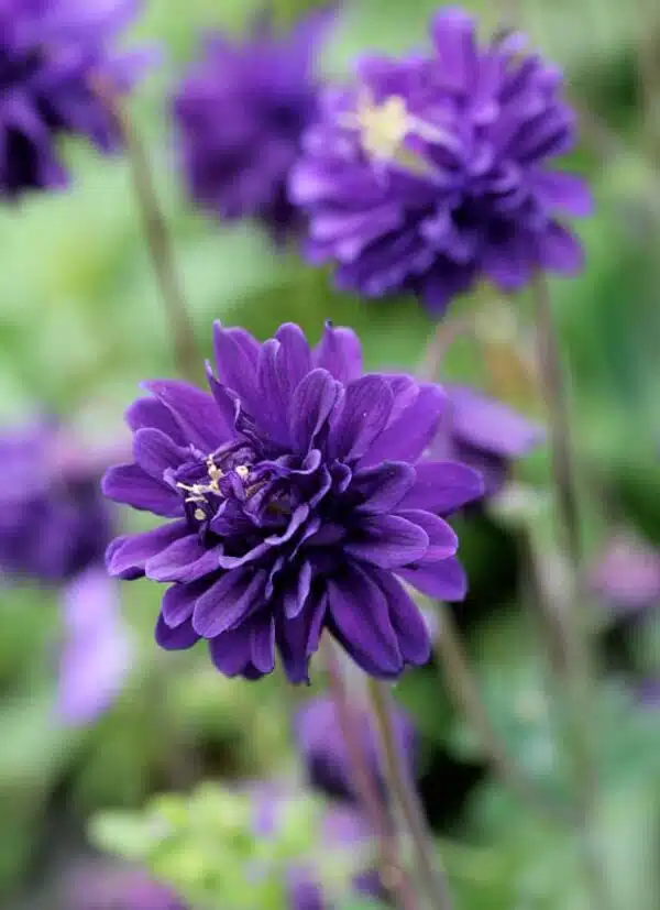 Aquilegia vulgaris Barlow azul