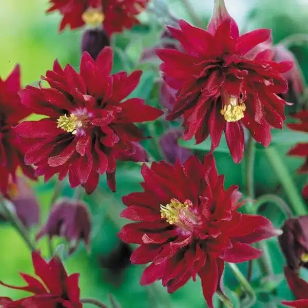 Aquilegia vulgaris Bordeaux Barlow - Image 2