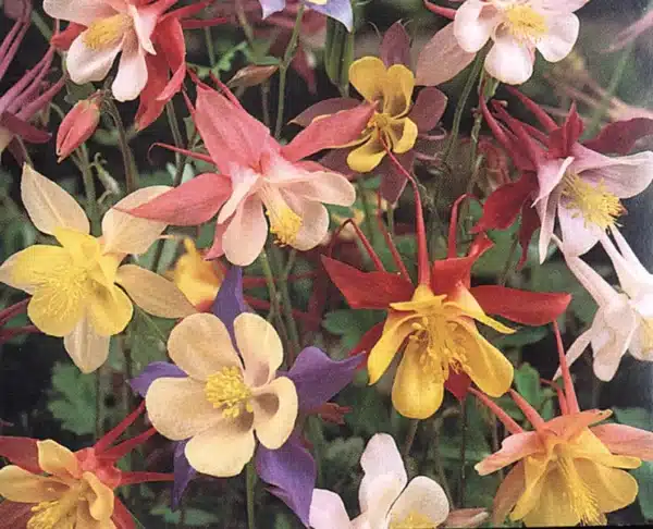 Aquilegia caerulea McKana Giants - Image 2