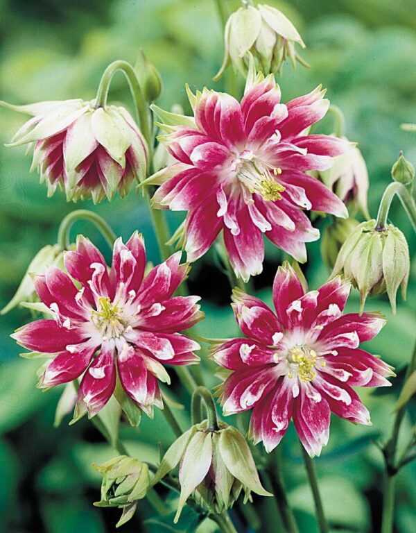 Aquilegia vulgaris Nora Barlow BIO