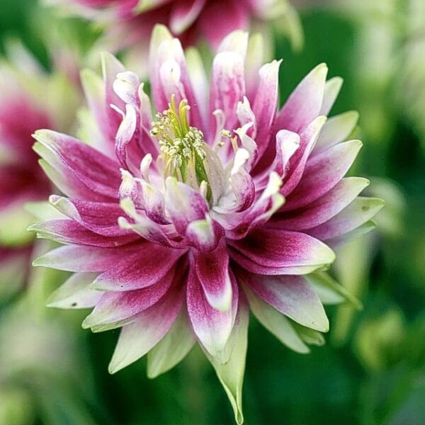 Aquilegia vulgaris Nora Barlow БІЯ - Малюнак 2