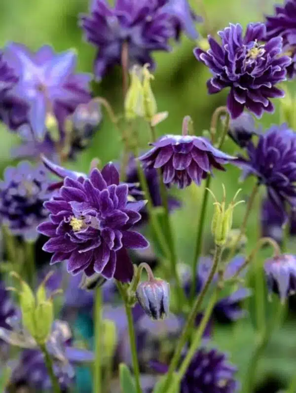 Aquilegia vulgaris Purple Barlow