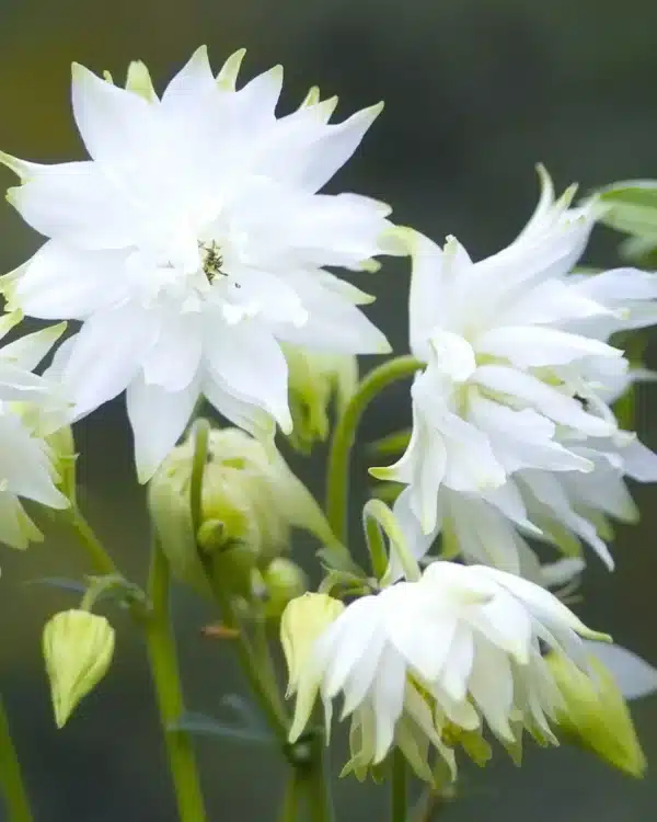 Aquilegia vulgaris Vit Barlow