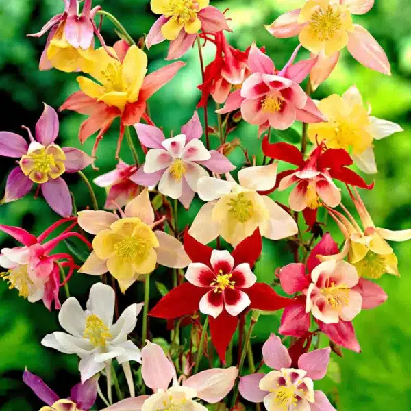 Aquilegia caerulea McKana Giants