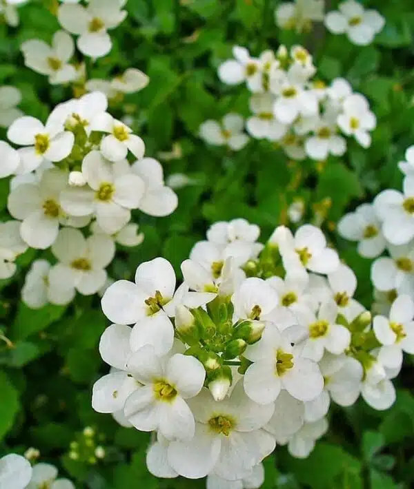 Arabis caucasica Snowball