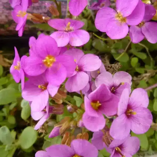 Arabis caucasica Rosea
