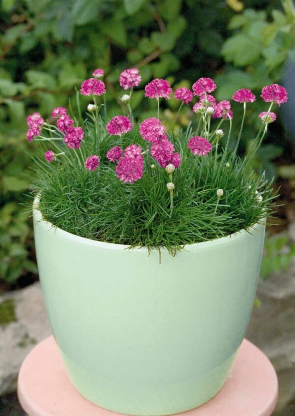 Armeria maritima Morning Star Deep Rose - Afbeelding 2