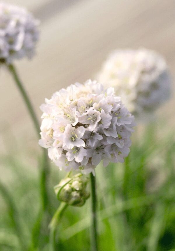 Armeria maritima Morning Star White - Immagine 4