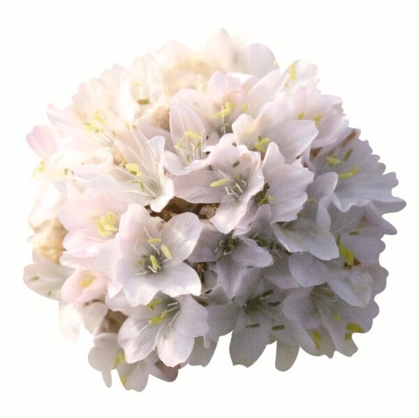 Armeria maritima Morning Star White - Immagine 2