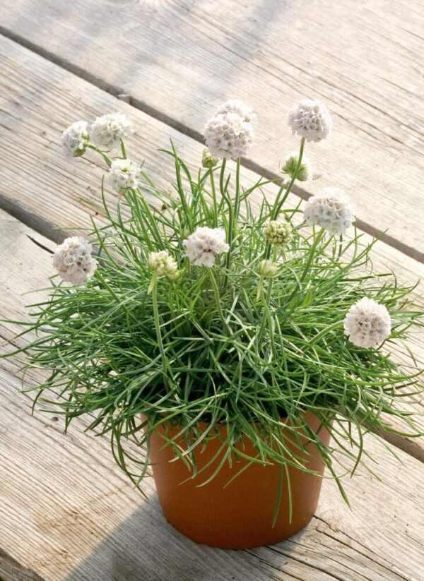 Armeria maritima Morning Star White - Immagine 3