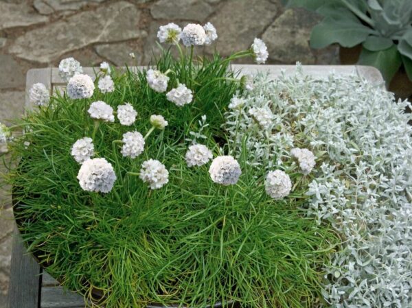 Armeria maritima Morning Star White - Immagine 5