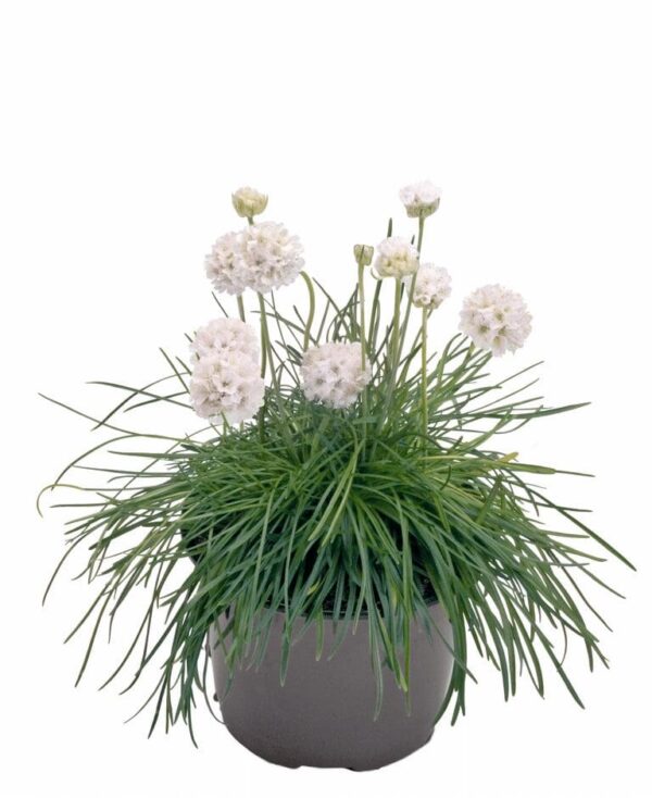 Armeria maritima Morning Star White