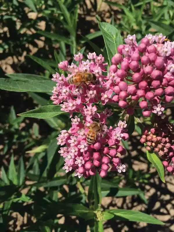 Asclepias incarnata Soulmate - Малюнак 2