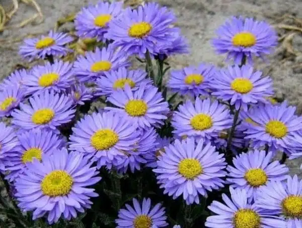 Aster alpinus Goliath - Afbeelding 2