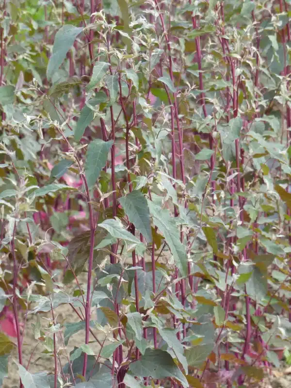 Atriplex hortensis Kopparplym - Bild 2
