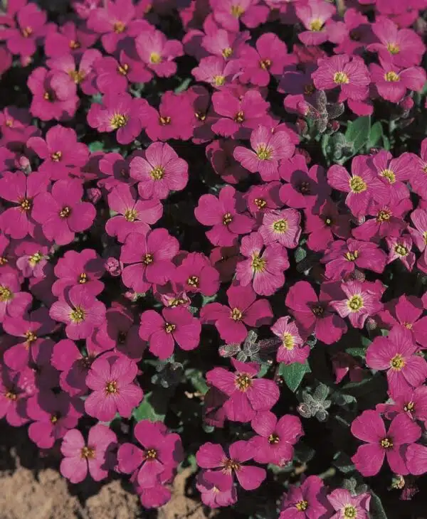 Aubrieta hybrida Royal Cascade Violet
