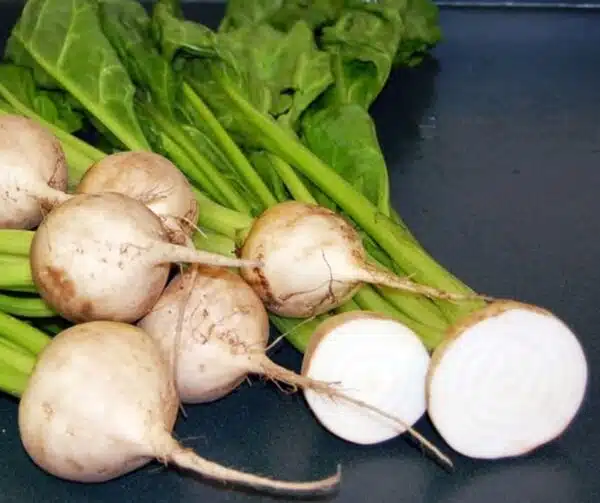 Beta vulgaris (Betterave) Avalanche