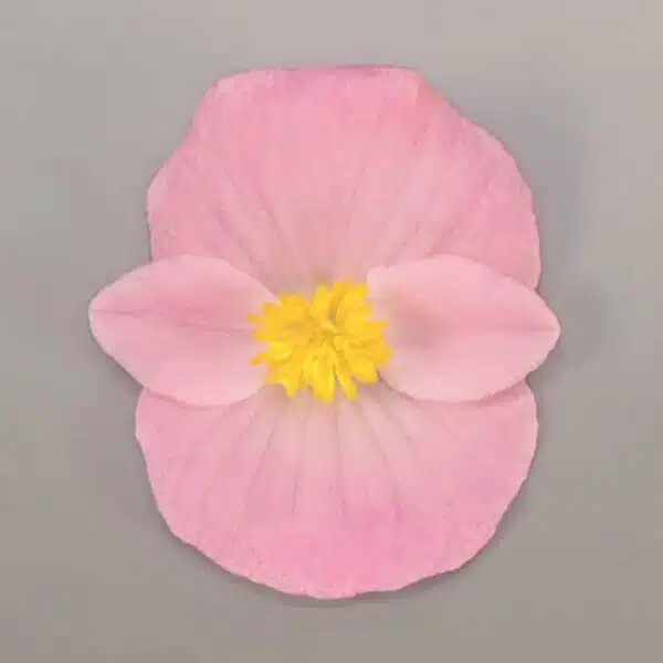 Begonia semperflorens F₁ Cocktail® Brandy® - Immagine 2