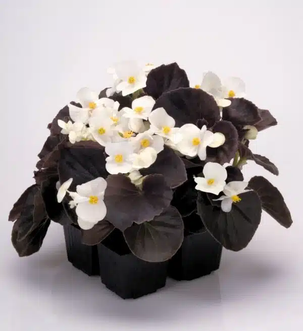 Bégonia semperflorens F₁ Cocktail® Whisky®