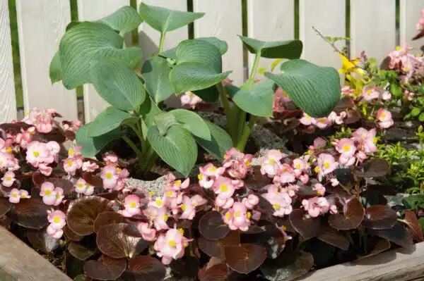 Begonia semperflorens F₁ Nightlife Blush - Image 4