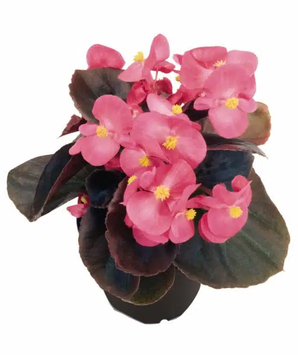Begonia semperflorens F₁ Nightlife Deep Rose - Afbeelding 2