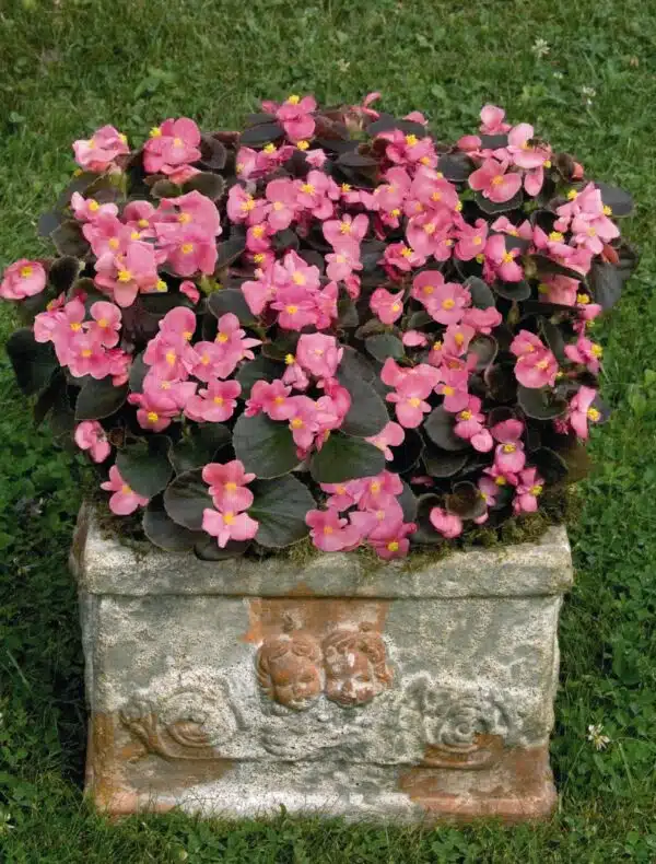 Begonia semperflorens F₁ Nightlife Deep Rose - Afbeelding 4