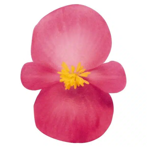 Begonia semperflorens F₁ Nightlife Deep Rose - Afbeelding 3