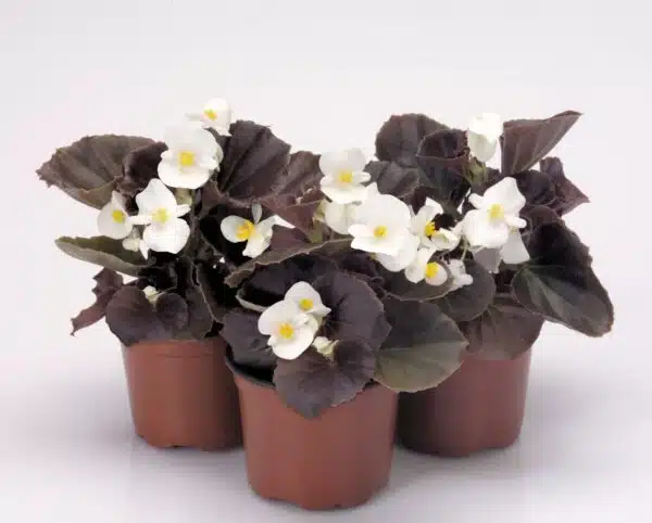 Begonia semperflorens F₁ Nightlife White - Afbeelding 5