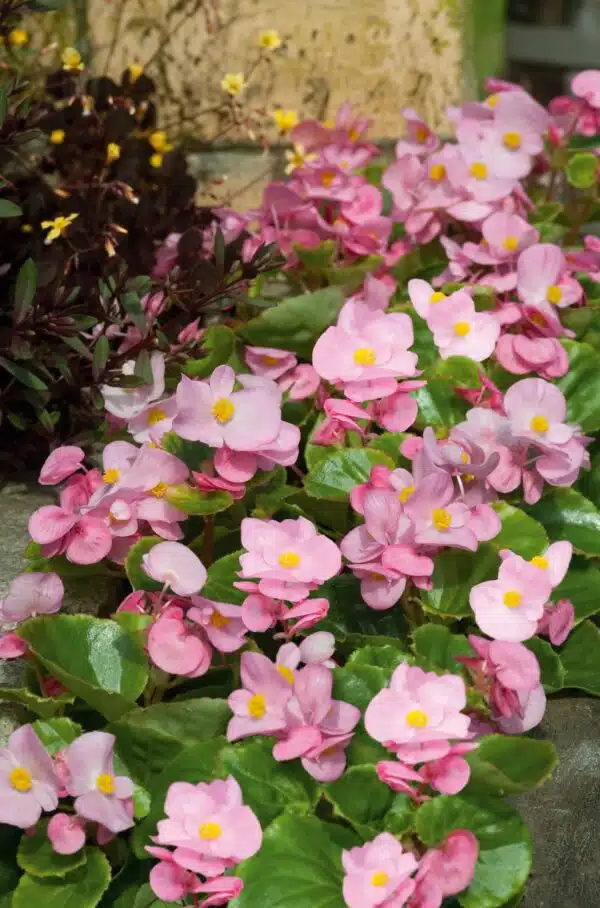 Begonia semperflorens F₁ Super Olympia® Pink - Afbeelding 4