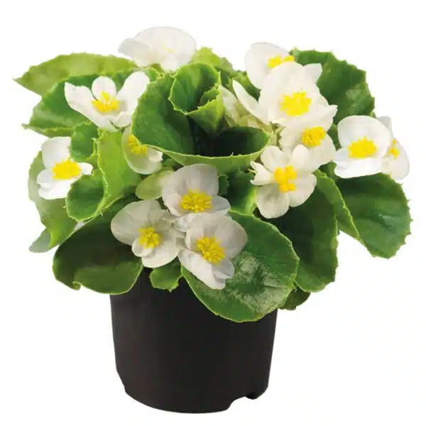 Begonia semperflorens F₁ Super Olympia® Blanca