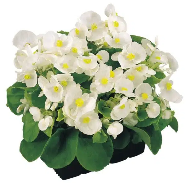Begonia semperflorens F₁ Super Olympia® White - Imagen 2