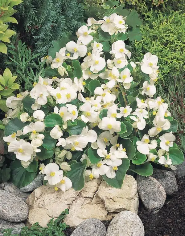 Begonia semperflorens F₁ Super Olympia® White - Imagen 3