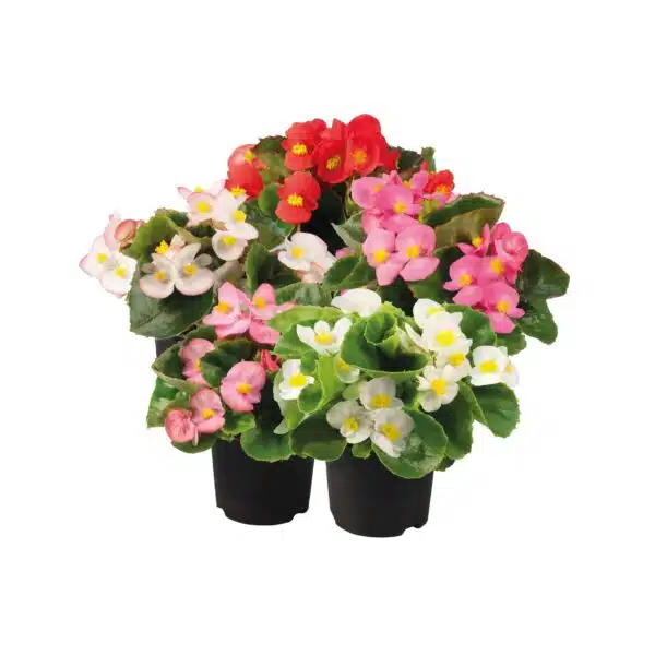 Begonia semperflorens F₁ Super Olympia® mixture - Afbeelding 6