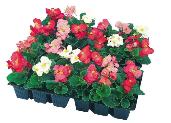 Begonia semperflorens F₁ Super Olympia® mixture - Afbeelding 5