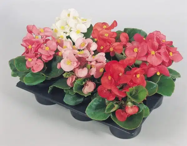 Begonia semperflorens F₁ Super Olympia® mixture - Afbeelding 3