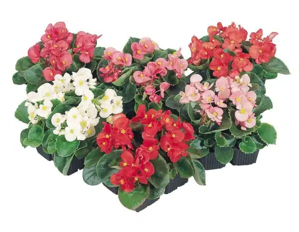 Begonia semperflorens F₁ Super Olympia® mixture - Afbeelding 2