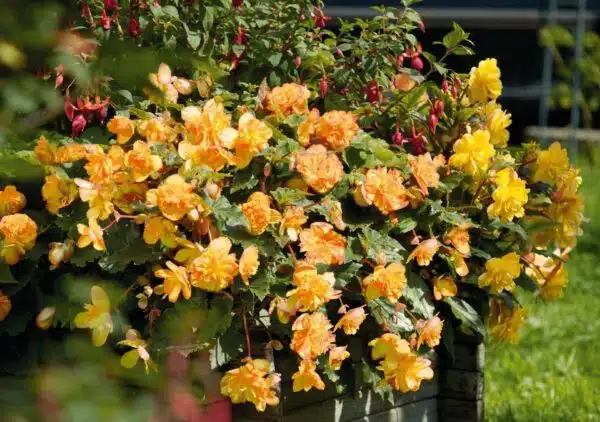 Begonia tuberhybrida F₁ Illumination® Apricot Shades - Afbeelding 2