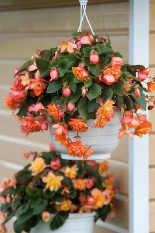 Begonia tuberhybrida F₁ Illumination® Golden Picotee - Afbeelding 3