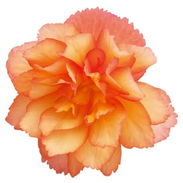 Begonia tuberhybrida F₁ Illumination® Golden Picotee - Afbeelding 2
