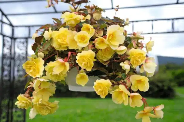 Begonia tuberhybrida F₁ Illumination® Lemon - Immagine 3