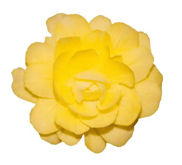 Begonia tuberhybrida F₁ Illumination® Lemon - Immagine 2