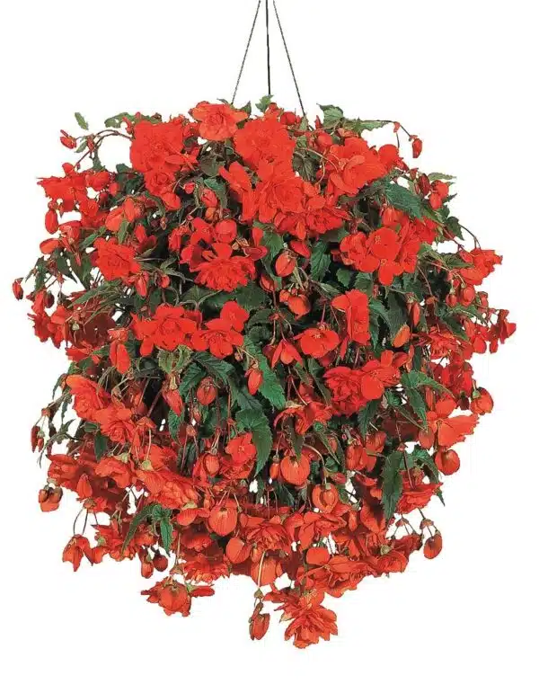 Begonia tuberhybrida F₁ Illumination® Orange