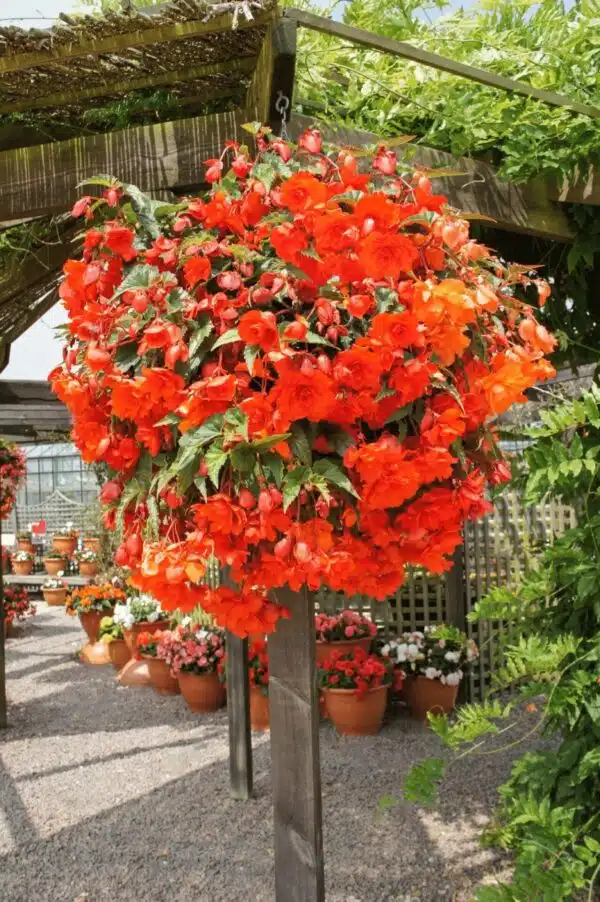 Begonia tuberhybrida F₁ Illumination® Orange - Bild 3