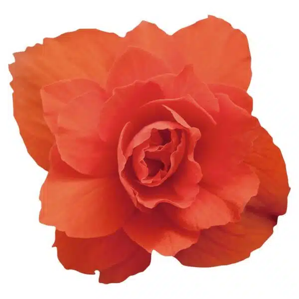 Begonia tuberhybrida F₁ Illumination® Orange - Bild 2