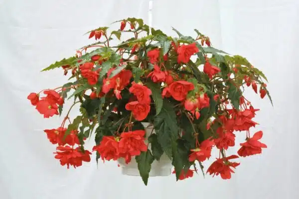 Begonia tuberhybrida F₁ Illumination® Rose - Afbeelding 3