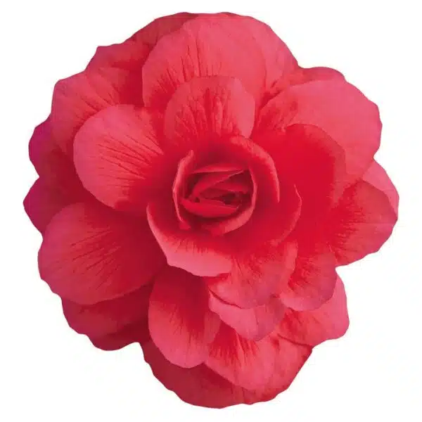 Begonia tuberhybrida F₁ Illumination® Rose - Afbeelding 2